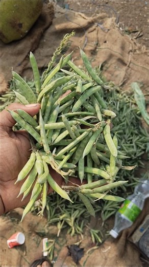 Chand Chauhan on Instagram: "Guar (Cluster Beans) is more than just a vegetable 🌱 In this video, I explain the difference between desi and hybrid guar, how to identify fresh guar, which size is best to buy, and why quality matters. I also talk about Guar Gum—how it is used as a thickener, binder, and stabilizer in industries like ice cream, food processing, pharmaceuticals, and more. Along with its potential health benefits, an important reminder: guar gum should not be consumed without proper 