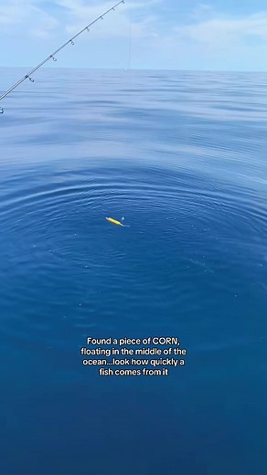 Weird Ocean Discovery: Fish and Floating Corn