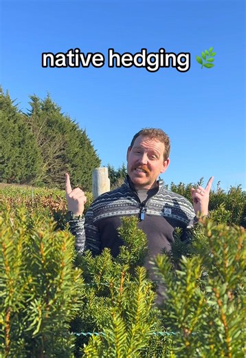 Native hedging isn’t messy - it’s seasonal 🌿 Spring flowers. Autumn berries. Winter structure. It’s not flat and lifeless all year round… and that’s the point. #hedges #ukgardening #gardentok #wildlife #gardeningtips
