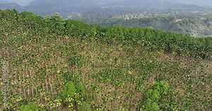 Drone fly over Areca catechu tree over the mountain in Taiwan Stock Video