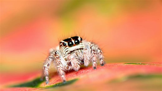 Savez-vous pourquoi les araignées envahissent déjà nos intérieurs (et comptent bien y rester) ?