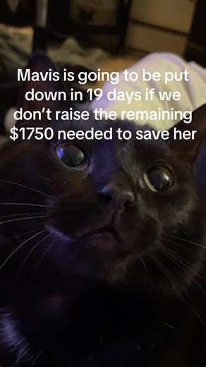 Mavywavy (@soyboyclipz)’s video of mavis