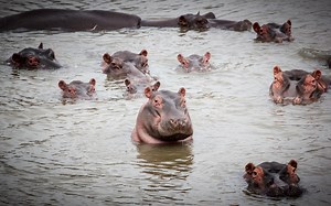 Top Five Places to Spot Hippos in Africa