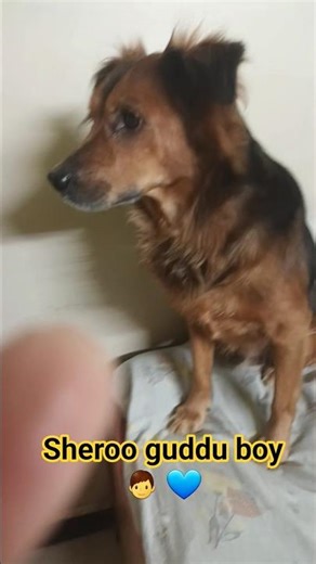 sheroo guddu boy 👦 💙 #1212 #funny #sas bahu##expiry tablet #shorts