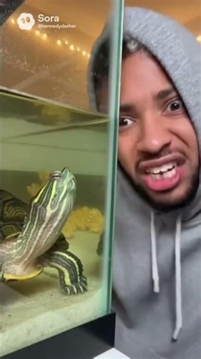 Turtle vs person roasting