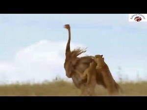 Deadly Lion Attacks On Ostrich