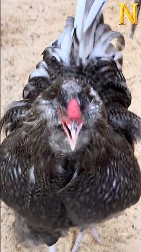 Rooster Crowing Loudly 🐓