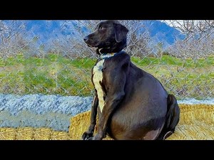 Rescue Stories of the Dog with Plenty of Fluid in Belly | Dog with huge belly