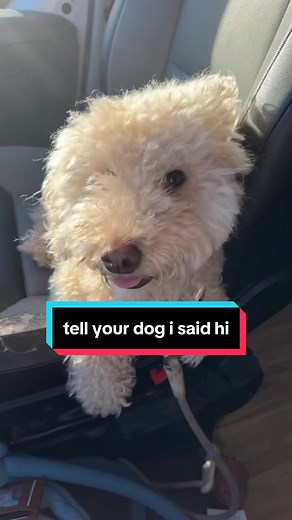 We Rate Dogs Merchandise: Tell Your Dog I Said Hi