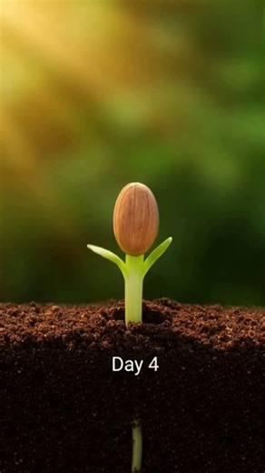 From Seed to Lily | Beautiful Flower Growth Time-Lapse #seedlapse #timelapse #flower #plants #shorts