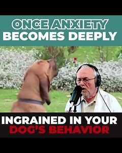 The first and only veterinarian-endorsed natural method that targets your dog’s anxiety at its root by better regulating their ‘master-repair mechanism’, hidden within their bodies. Watch as your dog transforms from anxious, to a picture of calm and vitality. All it takes is a few seconds each day. | Paw Origins