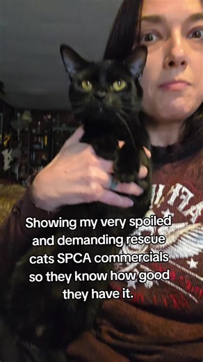 #spca #rescuecat #spoiledcat | Spoiled Cat