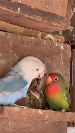 Cute love birds❤️🥰 #lovebirdsfarming #birds #lovebirds #birdingparadise