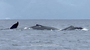 32 reactions | Our first day on the water off the coast of Mo'orea,...