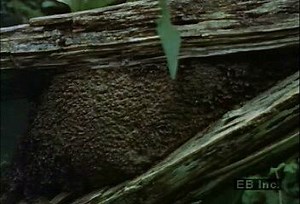Termite colony nest in tropical rainforest | Britannica