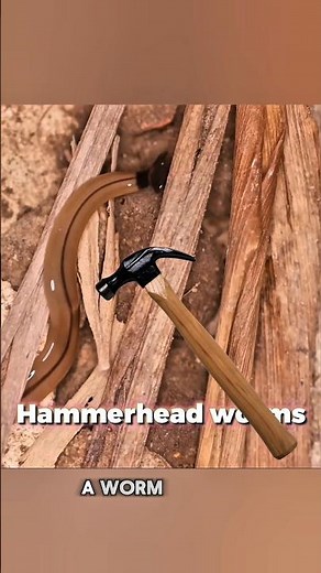 Hammerhead Worms!