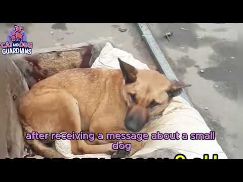 Abandoned When She Couldn’t Walk Anymore #animalrescue #rescuedog #dogrescue #dogs #animalrescue