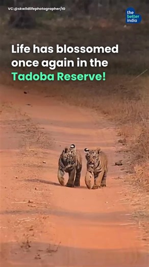 Life is blooming once again in the forests of Tadoba, one of India’s premier tiger reserves. Tadoba Andhari Tiger Reserve, the oldest and one of the densest forests in Maharashtra, is home to over 90 to 115 tigers — and each year, the balance of the jungle grows stronger. Today, these two playful little cubs of Tigress Kuhani are a celebration of that continued conservation — healthy forests, thriving tigers, and flourishing wildlife. Credits : skwildlifephotographer on IG #TadobaTigerReserve #T