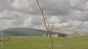 Tree planting process in spring
