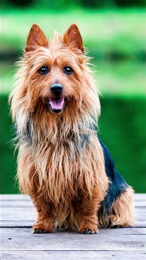 Terrier Australiano primer fuera de Gran Bretana - Raza De Perro Terrier Australiano