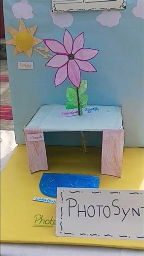 Model on Photosynthesis #art #science