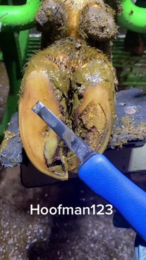 Essential Hoof Trimming Techniques for Healthy Cows