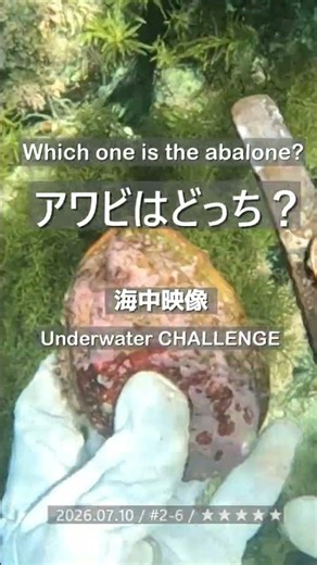 【アワビはどっち？】アワビを見つけろ / 2026.07.10 / #2-6 / ★★★★★ #abalone #アワビ