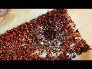 What Happens When 1000 Ants Face Off Against 1000 Cockroaches? Who Wins in This Insane Insect War?