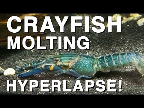 Crayfish molting - Full process in Hyperlapse!