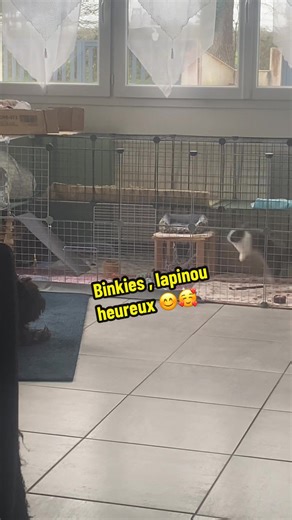 Le bond !! 😲#pourtoi #fyp #lapin #binkies #heureux