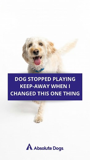 72K views · 227 reactions | The one skill dogs need for reliable recall and not playing the game of keep-away. Proximity. Proximity is the understanding that being close to you is a good deal! This awesome little “bubble” you have around you is a place of good deals. Tag a friend whose working on their dog’s recall. #offleashfreedom #dogtrainingtip #recalltraining | absoluteDOGS | Facebook