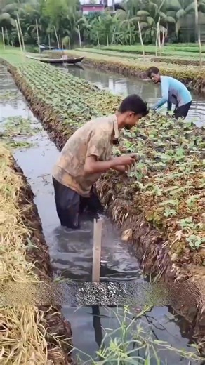 Floating Farming in Bangladesh Double Profit from Water!