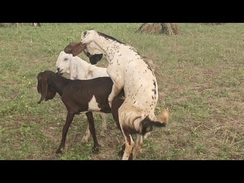 1 Female Goat Meeting with 4 Male Goats Natural Goat Breeding in Village