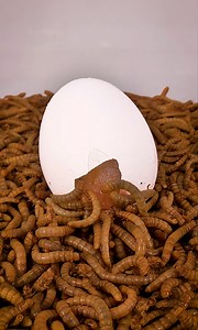 10 000 Mealworms vs. Raw egg, frog legs, styrofoam egg, pork chop, marshmallow bunny, stroopwafel, rhubarb, asian pear, gluten ball and bell pepper | WormLapse