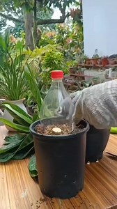 Air Layering Propagation technique #easyway #bestforBeginner #gardening #fblifestyle #propagationtechnique Mamalyn's Garden | Mamalyn's Garden