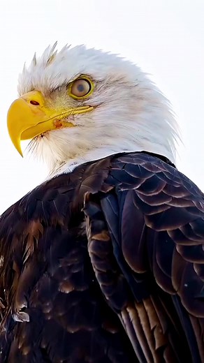 The bald eagle is a large and skilled predator that feeds mainly on fish, which it dives over the surface of the water and catches with its claws. It builds the largest nest of any North American bird and the largest tree nests ever recorded for any animal species. It is more than 1 meter long and has a wingspan of 2 meters. . The adult is mostly brown with a white head and tail. The sexes are identical in plumage, but females are larger than males. They have very powerful and strong claws, capa