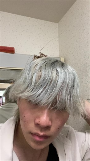 オオゲジとゲジゲジに関するペットと生き物の対策と注意点