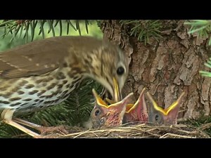 The Secret Life of Trees