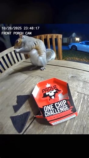 ai videos on Instagram: "one chip challenge #fyp #viral #ai #aivideos #targetaudience #funny #onechipchallenge #squirrel #sora #sora2 #soraai"