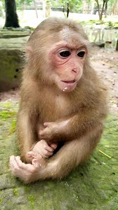 45K views · 885 reactions | A new species of baby monkey proves strong and adaptable, thriving successfully in a completely different environment #babyanimals #reelsfb #leo #wildlife #animals #rainbow #libby #monkey #cuteanimals #luno | Monkey Of Cambodia | Facebook