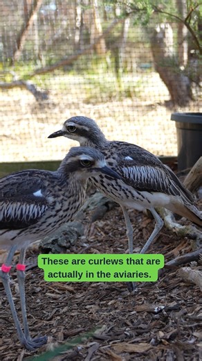 Curlew Custodian Susie runs through the volunteer schedule of feeding one of Victoria's Critically Endangered species. Come and meet the bush stone-curlews in their educational aviaries at the Koala Conservation Reserve. These birds are the public face of the Phillip Island (Milawul) reintroduction program. #NationalVolunteerWeek #CriticallyEndangered #ConservationVolunteers | Phillip Island Nature Parks