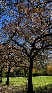 Cherry Blossom in Ravenscourt Park #london #spring #walk | Walks and Visits