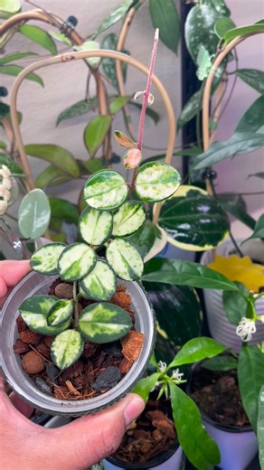 Hoya Mathilde variegated #reels #highlight #fblifestyle #fbreels #hiyamathilde #highlightseveryone #hoya #hoyamathildevariegated #fblifestyle #hoyacollection | Hoyas