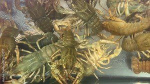 Live crayfish in a clean aquarium with water