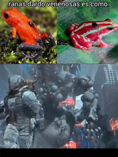 Las famosas y conocidas ranas punta de flecha o ranas dardo venenosa son una familia de ranas denominada dendrobátidos y se conocen cerca de 203 especies. Aunque son más conocidos por su alta toxicidad al ser tocadas, el como obtienen ese veneno por su dieta o como tribus urtan sus flechas o dardos de caza con ese veneno. Un rasgo más sorprendente es lo buenos padres que pueden ser varias de estas especies. Dependiendo de esta especie los machos después de reproducirse pueden cuidar la charca do
