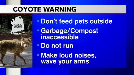 Coyote sightings on Long Island prompt warnings to residents
