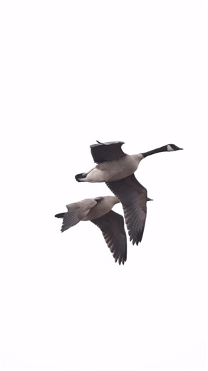 In sync in slow motion 🔹 #DuckHunting #Goose #Geese #Wildlife #Birds #ItsWhatWeDo #Videographer #Video #WaterfowlPhotography #Waterfowl #Photography #WildlifePhotography #NikonOutdoors #Nikon #GetOutside #TanglefreeShots #Diverge #Fowl | Brian Ellithorpe Media