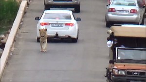 29K views · 143 reactions | Just a lion causing a Traffic Jam  | Newsflare | Facebook