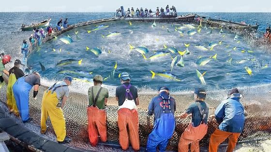 Japanese fishermen catch millions of yellowfin tuna in offshore farms