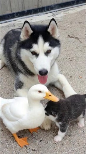 A husky and her 6 pups playing with a duck 😂